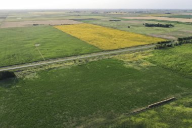 Mısır ve ayçiçeği ekimi, Buenos Aires Eyaleti, Arjantin