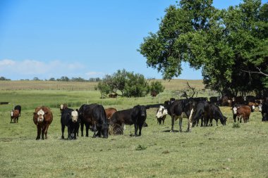 Arjantin kırsalında sığırlar, La Pampa Eyaleti, Arjantin.