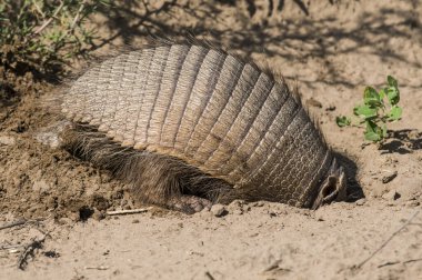Armadillo yuvasını kazıyor, La Pampa, Patagonya, Arjantin.