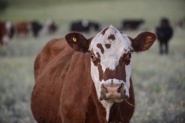 Arjantin kırsalında sığırlar, La Pampa Eyaleti, Arjantin.