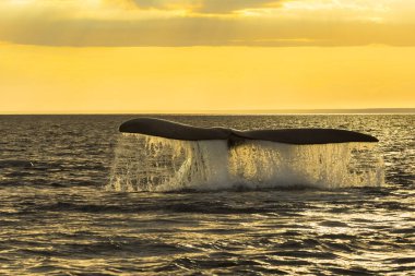 Güney Sağ Balina Kuyruğu, Puerto Madryn, Patagonya, Arjantin