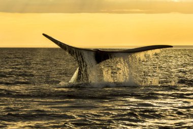 Güney Sağ Balina Kuyruğu, Puerto Madryn, Patagonya, Arjantin