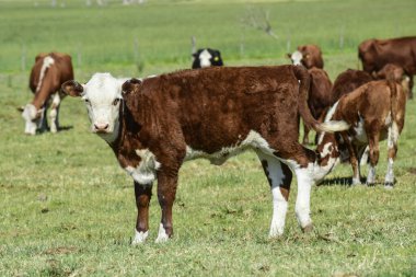 Pampas Humeda 'da tarım üretimi, Buenos Aires 