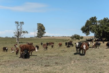 Pampas Humeda 'da tarım üretimi, Buenos Aires 