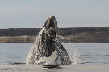 Peninsula Valdes Patagonya, Arjantin 'de balina atlama davranışı