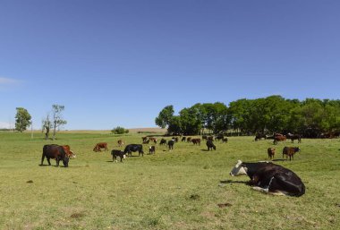 Arjantin kırsalında sığırlar, La Pampa Eyaleti, Arjantin.