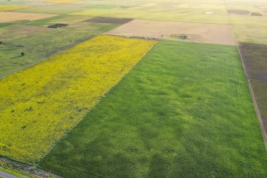 Mısır ve ayçiçeği ekimi, Buenos Aires Eyaleti, Arjantin