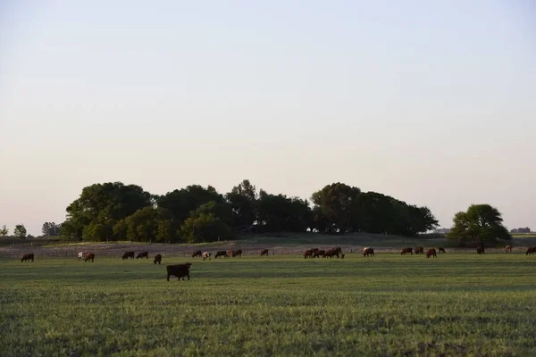 Bovino Campo Argentino Provincia Pampa Argentina —  Fotos de Stock