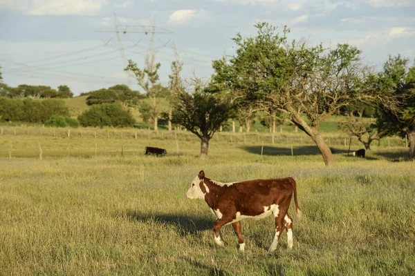Ternera Vaca Campo Argentino Provincia Pampa Argentina —  Fotos de Stock