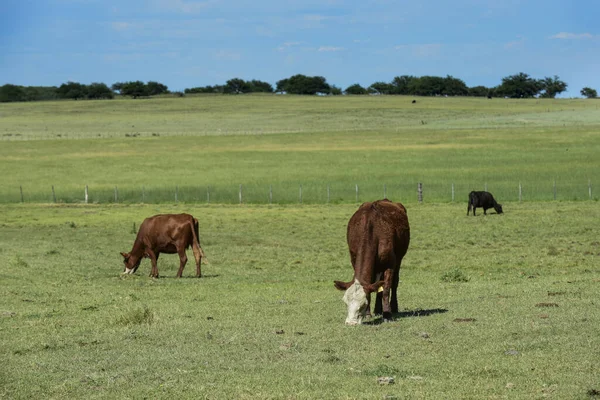 Bovini Nella Campagna Argentina Provincia Pampa Argentina — Foto Stock