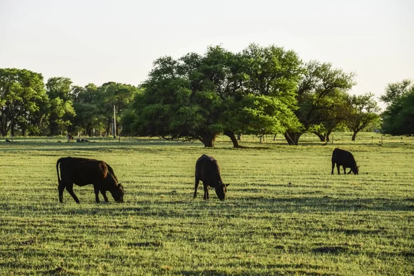 Bovini Nella Campagna Argentina Provincia Pampa Argentina — Foto Stock