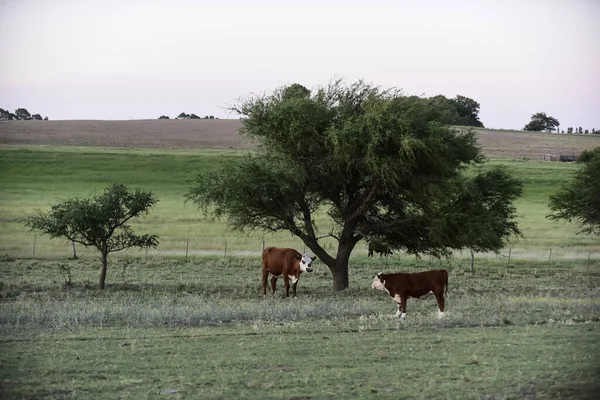 Bovini Nella Campagna Argentina Provincia Pampa Argentina — Foto Stock