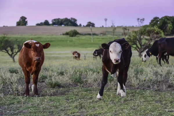 Runderen Het Argentijnse Platteland Provincie Pampa Argentinië — Stockfoto