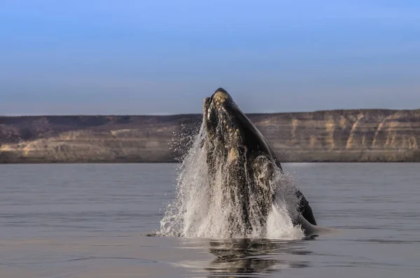 Baleine Noire Sud Comportement Sautant Puerto Madryn Patagonie — Photo