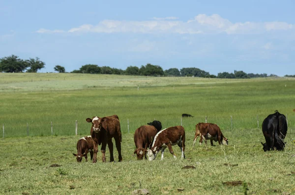 Bovini Nella Campagna Argentina Provincia Pampa Argentina — Foto Stock