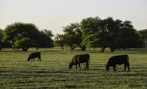 Nötkreatur Argentinsk Landsbygd Provinsen Pampa Argentina — Stockfoto