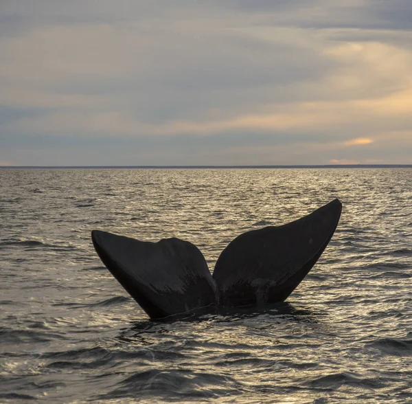 Южный Правый Китовый Хвост Пуэрто Мадрин Патагония Аргентина — стоковое фото
