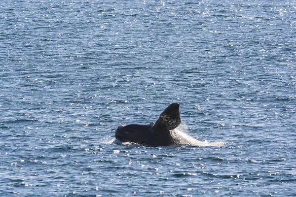 南右クジラ ジャンプ行動 プエルトマドリン パタゴニア — ストック写真