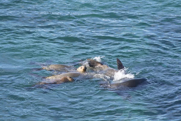 South American Sea Lions Peninsula Valdes Patagonia Argentina — Stock Photo, Image