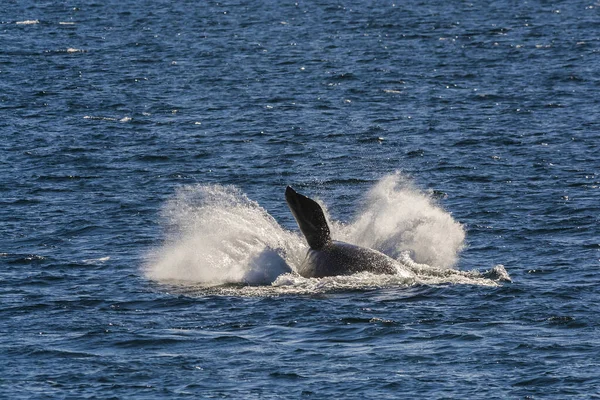 Południowy Prawy Wieloryb Zachowanie Skoku Puerto Madryn Patagonia — Zdjęcie stockowe