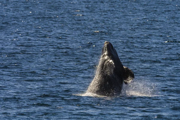 南右クジラ ジャンプ行動 プエルトマドリン パタゴニア — ストック写真