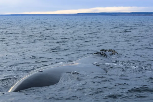 Baleine Noire Sud Nageant Surface Puerto Madryn Patagonie Argentine — Photo