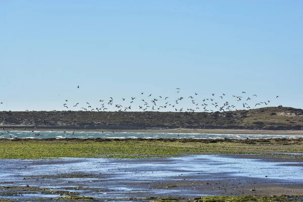 Möwenschwärme Halbinsel Valdes Patagonien Argentinien — Stockfoto