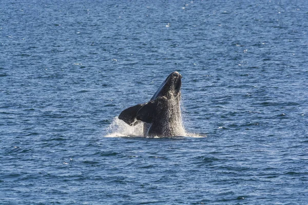 Południowy Prawy Wieloryb Zachowanie Skoku Puerto Madryn Patagonia — Zdjęcie stockowe