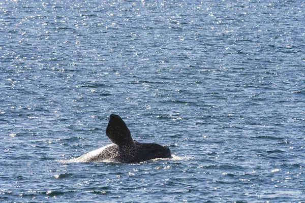 南右クジラ ジャンプ行動 プエルトマドリン パタゴニア — ストック写真