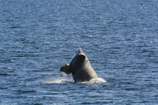 Comportement Saut Baleine Dans Péninsule Valdes Patagonia Argentine — Photo