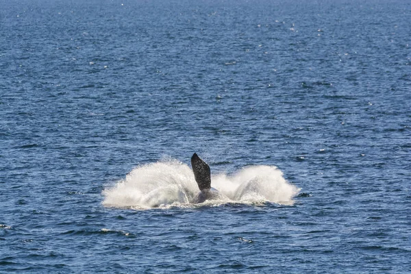 Comportamento Salto Delle Balene Nella Penisola Valdes Patagonia Argentina — Foto Stock