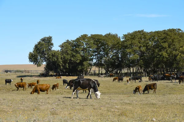 Pampas Humeda Tarım Üretimi Buenos Aires — Stok fotoğraf