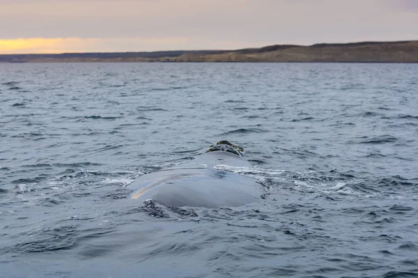 Baleine Noire Sud Nageant Surface Puerto Madryn Patagonie Argentine — Photo