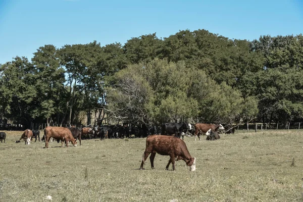 Producción Agrícola Pampa Humeda Buenos Aires —  Fotos de Stock