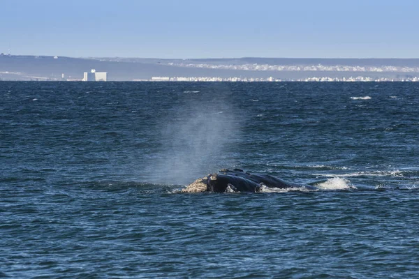 Baleine Avec Ville Puerto Madryn Arrière Plan Patagonie Argentine — Photo