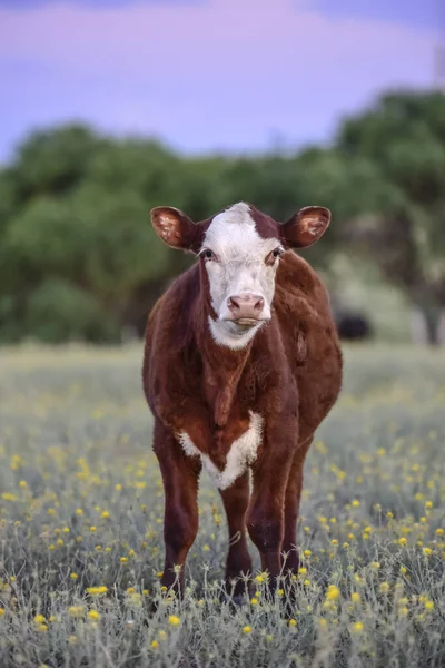 Vaca Mirando Cámara Provincia Entre Rios Argentina —  Fotos de Stock