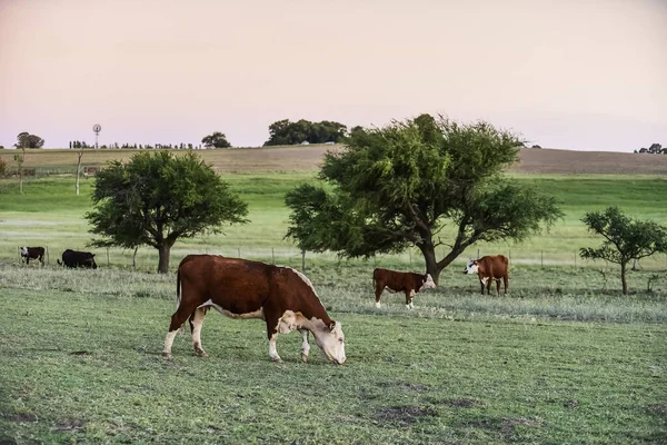 Vacas Pastando Zona Rural Pampas — Fotografia de Stock