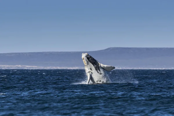 Comportement Saut Baleine Dans Péninsule Valdes Patagonia Argentine — Photo