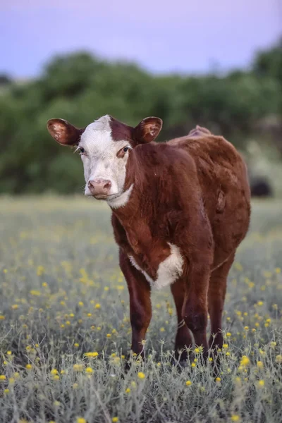 Krowa Patrząca Kamerę Prowincja Entre Rios Argentyna — Zdjęcie stockowe