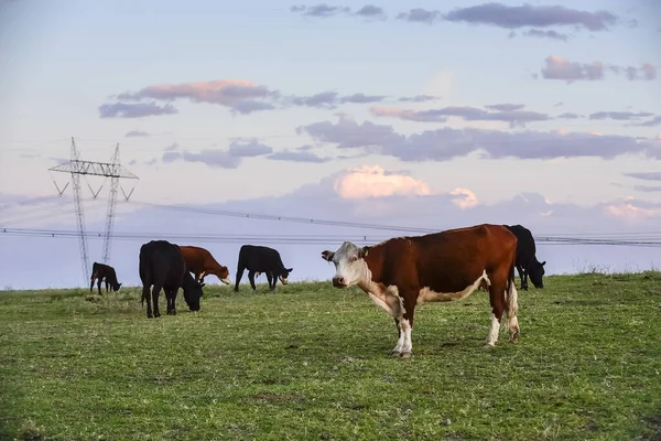 Vacas Pastando Campiña Pampeana —  Fotos de Stock