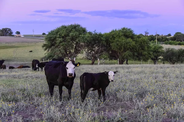 Rinder Und Kälber Der Argentinischen Landschaft Provinz Pampa — Stockfoto