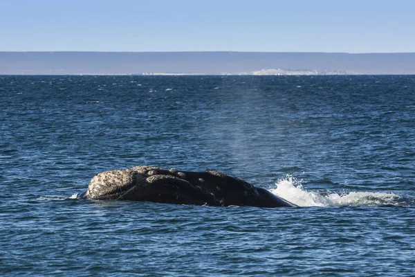 Baleine Noire Sud Nageant Surface Puerto Madryn Patagonie Argentine — Photo