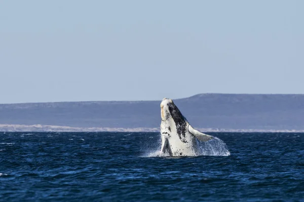 Comportamento Salto Delle Balene Nella Penisola Valdes Patagonia Argentina — Foto Stock