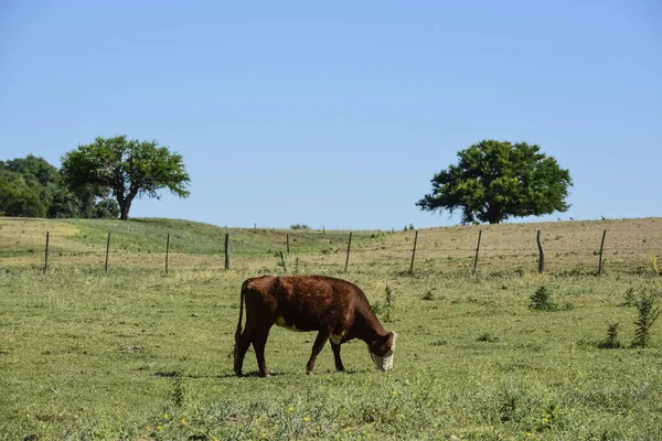 Arjantin Kırsalında Sığırlar Pampa Eyaleti Arjantin — Stok fotoğraf