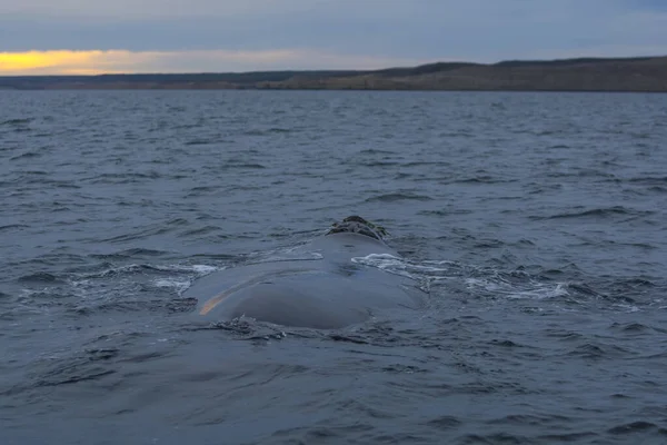 南右のクジラは水面を泳いでいます プエルトマドリン パタゴニア アルゼンチン — ストック写真