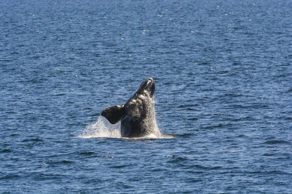 アルゼンチンのパタゴニア半島でのクジラのジャンプ行動 — ストック写真