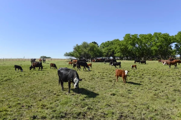 阿根廷La Pampa省阿根廷农村的牛 — 图库照片