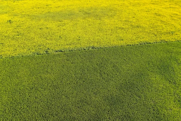 Вирощування Кукурудзи Соняшників Провінція Буенос Айрес Аргентина — стокове фото