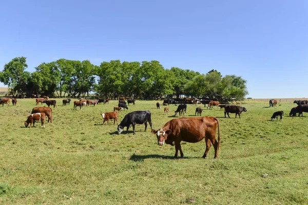 Arjantin kırsalında sığırlar, La Pampa Eyaleti, Arjantin.