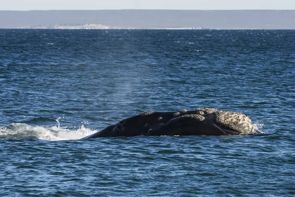 Baleine Noire Sud Nageant Surface Puerto Madryn Patagonie Argentine — Photo